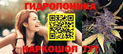 шишки Изобильный